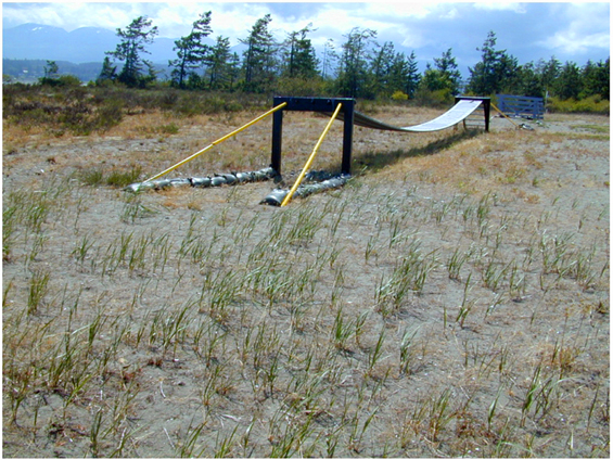 Island Tiger Moth habitat at HMCS Quadra 19 Wing Comox Goose Spit (see long description below).