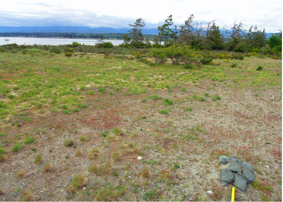 Island Tiger Moth habitat at HMCS Quadra 19 Wing Comox Goose Spit (see long description below).