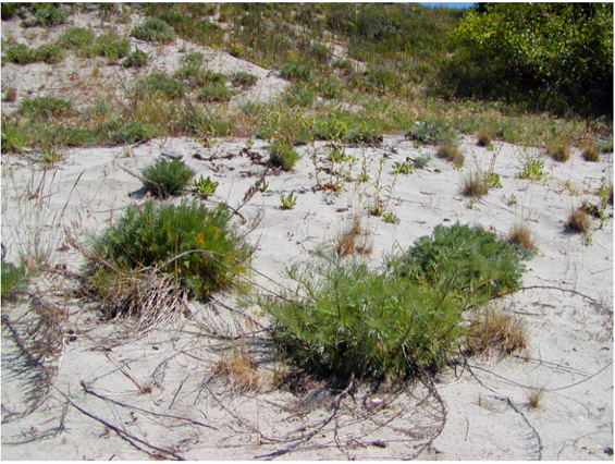 Island Tiger Moth habitat at Savary Island (see long description below).