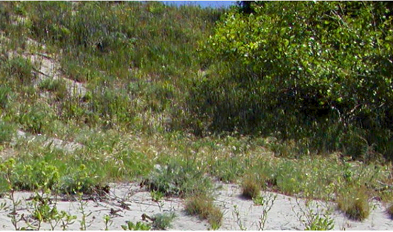 Island Tiger Moth habitat at Savary Island (see long description below).