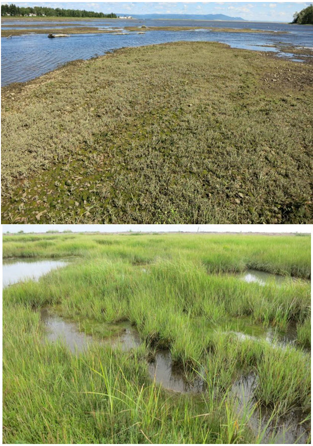 Annual Saltmarsh Aster  habitat on sparsely vegetated alluvial gravel at the mouth of the Charlo River,  New Brunswick, the largest Canadian subpopulation (top)