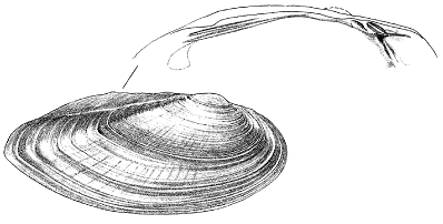 ligumie pointue (Ligumia nasuta)