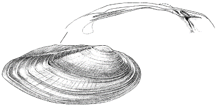 Eastern Pondmussel (Ligumia nasuta)
