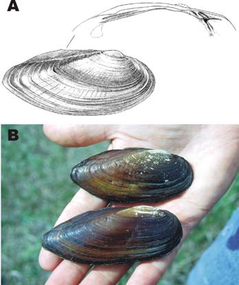 Figure 1.&nbsp; (A) Line drawing of the external features of the shell and internal structure of the left valve of Ligumia nasuta. Reproduced with permission from Burch (1975).&nbsp; (B) Photograph of live specimens collected from East Lake in Prince Edward County, Ontario in 1996. (Photo credit: S. Staton, NWRI)
