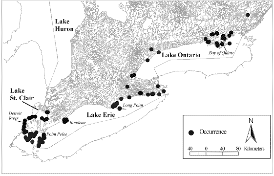 Figure 3. Historical distribution (1860-1996) of Ligumia nasuta in Ontario, based on records from the Lower Great Lakes Unionid Database. Only 15% of the records are for known live occurrences; the rest are for shells (see text).