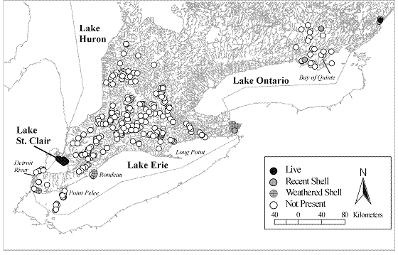 Figure 4. Current distribution (1997-2006) of Ligumia nasuta in Ontario, based on records from the Lower Great Lakes Unionid Database. The locations of all 531 sites surveyed for unionids during this time period are shown.
