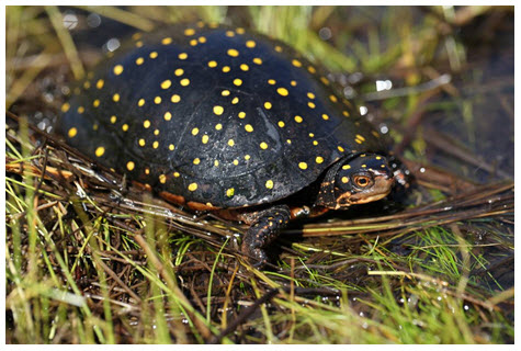 Adult female Spotted Turtle