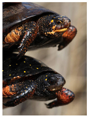 hoto of a male and female Spotted Turtle