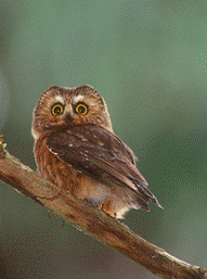 Northern Saw-whet Owl brooksi subspecies (Aegolius acadicus brooksi)