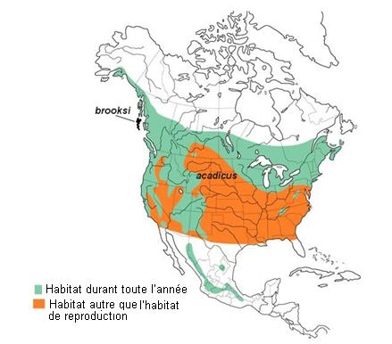 Figure 2 Aires de nidification des deux sous-espèces de la Petite Nyctale. L’A. a. acadicus est présent sur la partie continentale de l’Amérique du Nord et l’A. a. brooksi (noir) n’est présent que sur l’archipel Haida Gwaii (îles de la Reine-Charlotte), au large de la côte nord de la Colombie-Britannique (d’après Cannings, 1993).