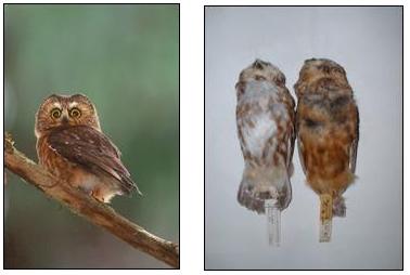 Figure 1. Left: The brooksi subspecies of Northern Saw-whet Owl.(Photo by Jared Hobbs – used with permission). Right: adult Northern Saw-whet Owl specimens, acadicus subspecies on left, and brooksi subspecies on right. (Photo by Laurie Savard – used with permission. Specimens from Royal BC Museum).