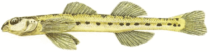Eastern Sand Darter (See long description below)