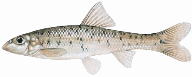 Figure 1. Gravel chub, <em>Erimystax x-puntatus</em> (»X 2). ©Joseph Tomelleri (permission for use granted under licence to DFO).