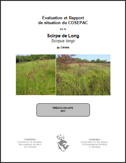 Évaluation et rapport de situation  COSEPAC sur le Scirpe de Long