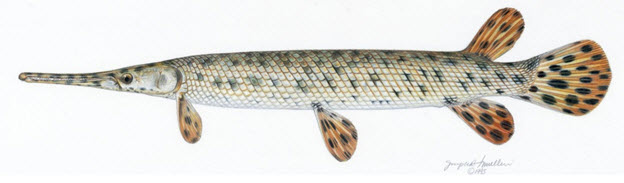 Illustration of the Spotted Gar, lateral view