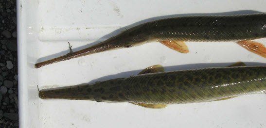 Photo of a Spotted Gar