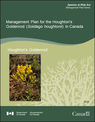 Houghton's Goldenrod