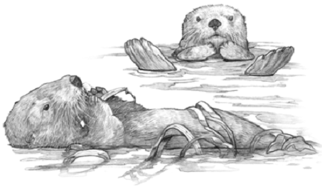Sea otter (Enhydra lutris)