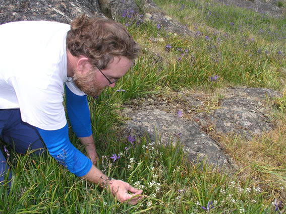 Bearded Owl-clover habitat