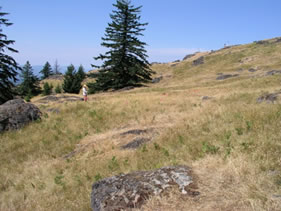 Coastal Scouler’s Catchfly habitat