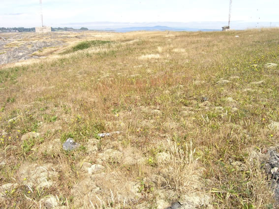 Golden Paintbrush habitat