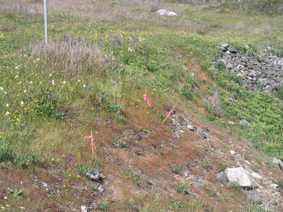 Purple Sanicle habitat