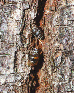 Photo of Threaded Vertigo in the furrowed bark of a Bigleaf Maple near Sooke River, Vancouver Island.