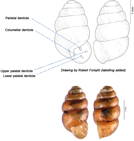 Two line drawings and two photos of a Threaded Vertigo shell, showing the arrangement of apertural denticles.