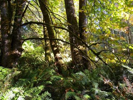 Photo showing Threaded Vertigo habitat in mainly deciduous riparian forest with Bigleaf Maple and Sword Fern.