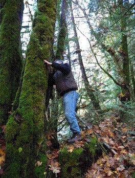 Photo of part of a moss-covered Bigleaf Maple that provided microhabitats for the Threaded Vertigo.