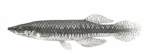 Drawing: Blackstripe Topminnow (Fundulus notatus, male)