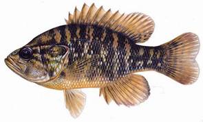 Drawing of Warmouth (Lepomis gulosus)