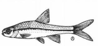 Drawing of Pugnose Minnow (Opsopoeodus emiliae)