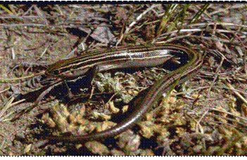 Prairie Skink