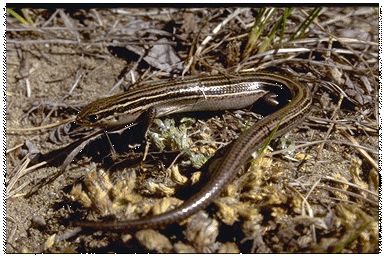 Figure 1.    Scinque des Prairies. Photo d’Errol Bredin
