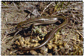 Figure 1. Picture of Prairie Skink. Photo by Errol Bredin