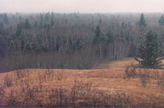 Figure 5.Zone de prairie mixte isolée par la succession forestière