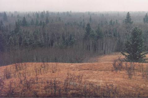 Figure 5. Photo illustrating isolation of mixed grass prairie areas as a result of forest succession