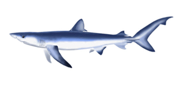 Image représentant la vue latérale d’un requin bleu, Prionace glauca