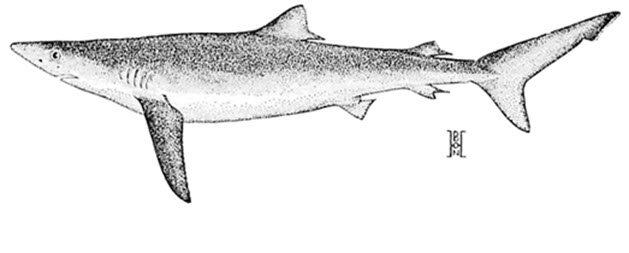 Illustration d’un requin bleu la vue latérale (voir longue description ci-dessous)