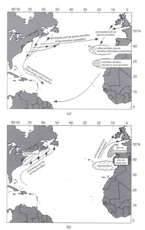 Deux cartes illustrant la sous structure de la distribution spatiale (voir longue description ci-dessous)