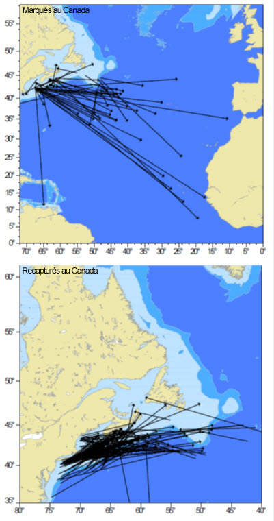 Deux cartes montrant les endroits où les requins bleus ont été marqués (voir longue description ci-dessous)