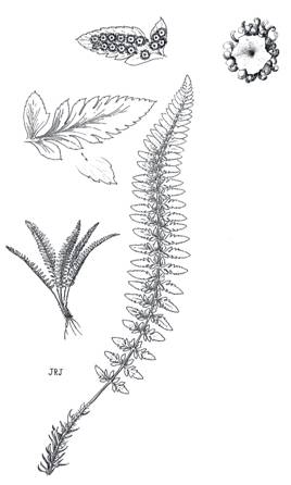 Figure 1.  Illustration of Polystichum scopulinum: plant growth habit with enlarged leaf and leaflets (leaflets x 0.5) with one showing the underside with clusters of sori (top left); enlarged sorus with sporangia surrounding the central flap of protective tissue, the indusium (top right, x 15). Line drawing from Hitchcock et al. (1969) by permission.