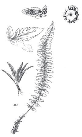 Figure 1. Illustration du Polystichum scopulinum : port de la plante avec des agrandissements de la feuille et des segments primaires (segments primaires x 0,5), dont un montre le dessous d’un segment primaire avec les sores (en haut à gauche), et un autre un sore avec les sporanges entourant l’indusie (membrane protectrice au centre; en haut à droite, x 15). Dessin tiré de Hitchcock et al. (1969), reproduit avec permission.