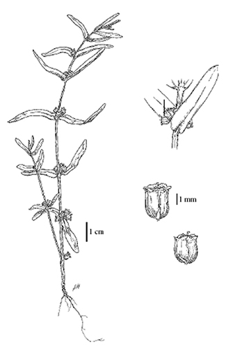 Illustration of scarlet ammannia.  (See detailed description for figure 1, part 2 below)