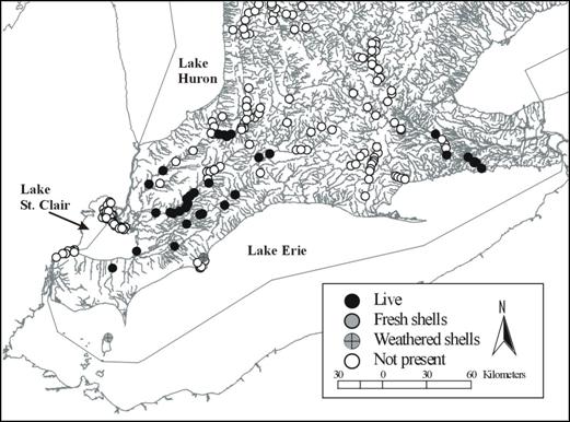 Figure 6.  Current distributions of Quadrula quadrula in Ontariobased on records and surveys from 1995-2005 reported in the Lower Great Lakes Unionid database.