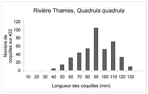 Figure 11.  Fréquence des tailles de Quadrula quadrula vivants prélevés au cours de fouilles minutées dans la basse Thames par le MPO en 2005 [T. J. Morris, MPO, Burlington (Ontario), comm. pers., 2006]