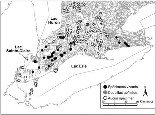 Figure 6. Répartition actuelle du Quadrula quadrula en Ontario d’après les mentions et les recensements de 1995 à 2005 de la base de données sur les unionidés du bassin inférieur des Grands Lacs.