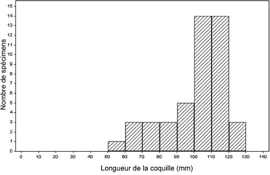Figure 12. Fréquence des tailles de Quadrula quadrula vivants prélevés dans la rivière Assiniboine (Carney, 2003)