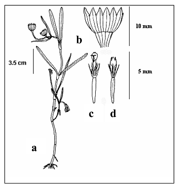 Figure 1. Morphologie du Lasthenia glaberrima